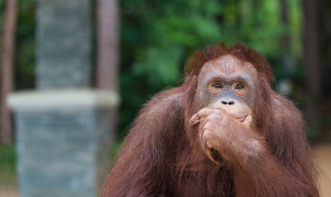 Учени откриха удивителна способност на орангутаните - 1