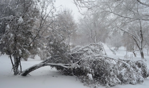 Дебелият сняг е предпоставка за добра реколта - 1