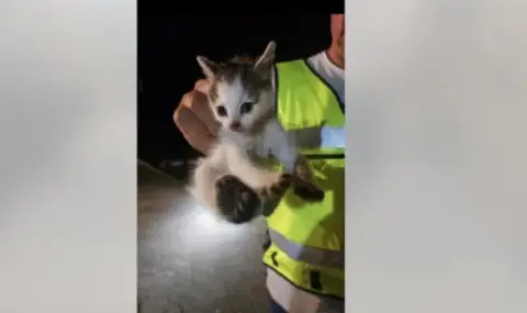 Спасиха коте, паднало в дълбока кабелна шахта с високо напрежение в двора на "Гранична полиция"