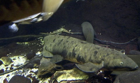 Евтаназираха 90-годишна риба - 1