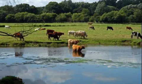 Over 2,000 thousand animals are in distress due to the refusal of "Irrigation systems" to feed a reservoir  - 1