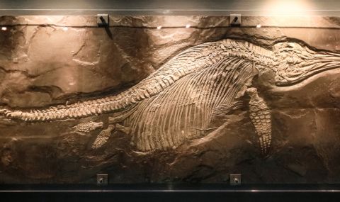 Откриха фосили на голям хищен динозавър под Еверест (СНИМКИ) - 1
