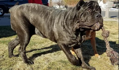 Това е най-голямото кученце в света и прилича на древно чудовище  (СНИМКИ) - 1