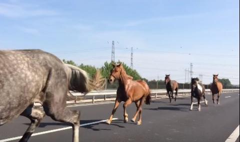 Препускащи коне из унгарските магистрали (ВИДЕО) - 1
