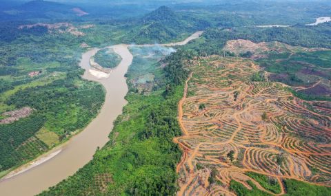 ЕС е един от най-големите унищожители на тропически гори - 1