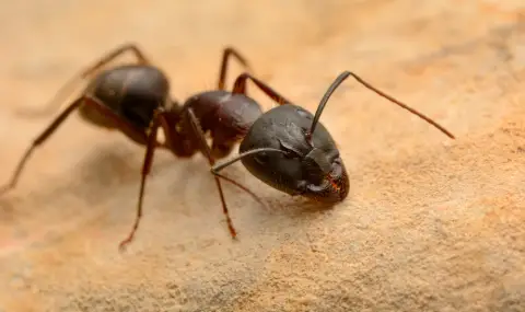Китаец се опита да изнесе над 2000 живи мравки от Кения (ВИДЕО+СНИМКИ) - 1