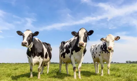 Фермери пускат джаз на кравите си, за да подобрят качеството на млякото (ВИДЕО) - 1