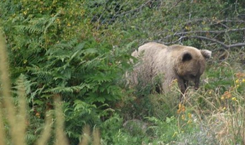 Нападение от мечка в Смолянско - 1