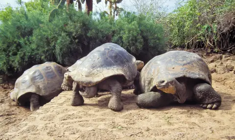 Изчезнали преди 150 години гигантски костенурки отново заселиха Галапагоския архипелаг (ВИДЕО) - 1