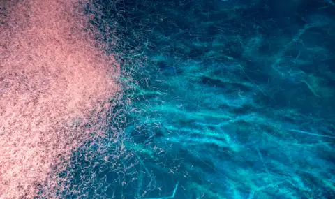 Откриха гигантски вирус, който заразява морския планктон - 1