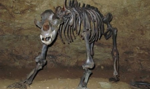 Откриха останки от пещерна мечка в Странджа - 1