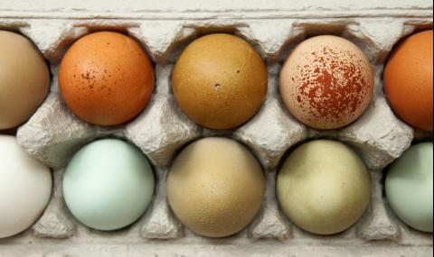 Бял, кафяв, син или зелен... Ето от къде идва цветът на яйцето - 1
