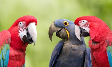 Разделиха група папагали в зоопарк, псуват посетителите - 1