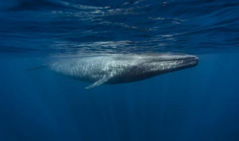 Син кит шокира Червено море (ВИДЕО) - 1