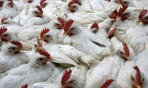 Случай на птичи грип е регистриран в Гърция - 1