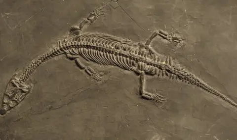 Уникално! Откриха цял скелет на динозавър, заедно с люспи, в Швейцария - 1