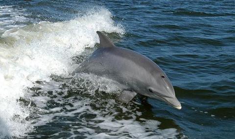 Калканът убива делфините - 1