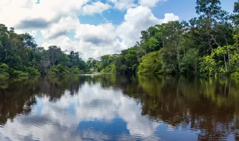 Застрашената Амазонска джунгла e лек за десетки болести - 1
