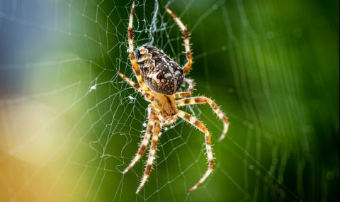 Учени: Паяците са полезни за човешкото здраве - 1