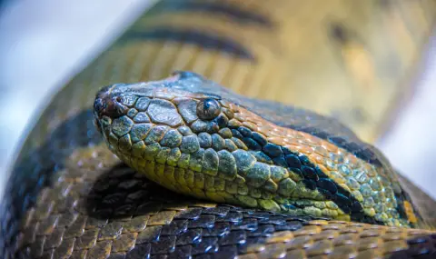 Учени откриха най-голямата змия в света в Амазонка (ВИДЕО) - 1