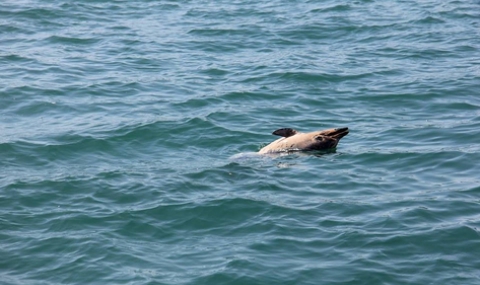 Труп на делфин се носи в морето край Варна - 1