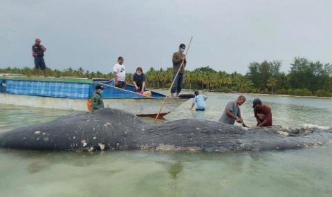 Ужасно! Изплува мъртъв кит с 6 кг пластмаса в стомаха (СНИМКИ) - 1