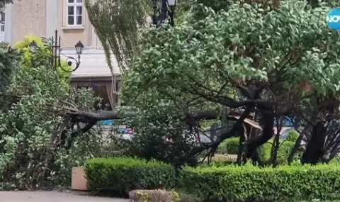 Дървото-убиец в Пловдив било фитосанитарно здраво - 1