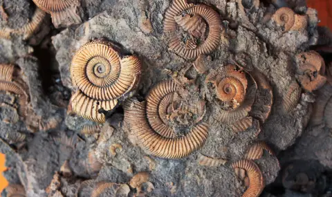 Палеонтолози-аматьори откриха вкаменелости отпреди 470 милиона години във Франция - 1