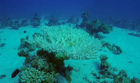 The Guardian: Земята достигна първата си катастрофална повратна точка - 1