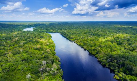 Бразилска компания спасява тропическите гори на Амазонка - 1