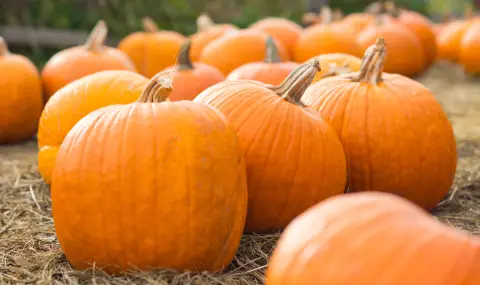 Тиквата: Не само украса за Хелоуин, но и вкусна и супер полезна - 1