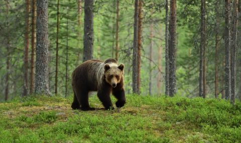 Трагични инциденти: опасни ли са мечките в Европа - 1