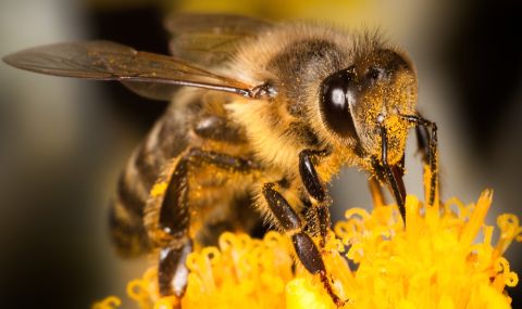 Мъж оцеля по чудо след повече от 250 ужилвания от пчели убийци - 1