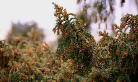 Времето днес, прогноза за четвъртък, 20 април: Ветровито, с променлива облачност - 1