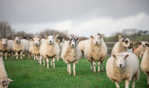 Стадо овце стои в основата на опазването на останките от Помпей (ВИДЕО) - 1