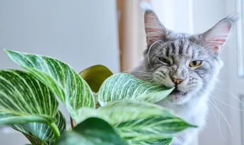 Най-опасните стайни растения за домашните любимци  - 1