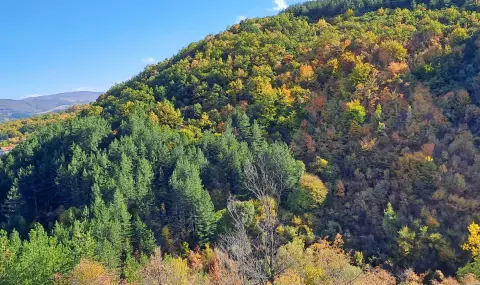 БКДМП: Дървопреработвателният сектор у нас е в тотален колапс