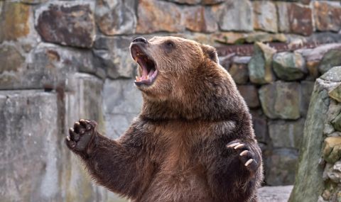 Гладна мечка нахлу в румънски курорт и потроши хладилник (ВИДЕО) - 1
