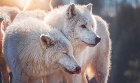 За пръв път клонираха арктически вълк (ВИДЕО+СНИМКА) - 1