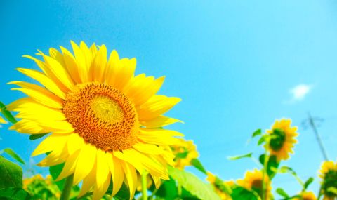 Фермер подари на съпругата си букет от 1,2 милиона слънчогледа (ВИДЕО) - 1