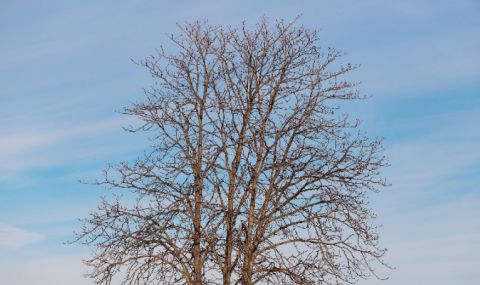 Прогноза за времето днес, 15 февруари: Затопляне, остава слънчево - 1