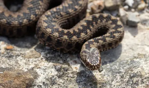 Проф. Николай Овчаров: Усойници пазят крепостта Урвич - замъка на цар Иван Шишман - 1