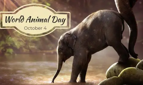 October 4: We celebrate the International Day for the Protection of Animals  - 1