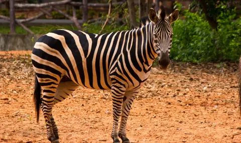 Зебра избяга от клетката си в зоопарка в Белград и рани трима, сред които малко дете (ВИДЕО) - 1