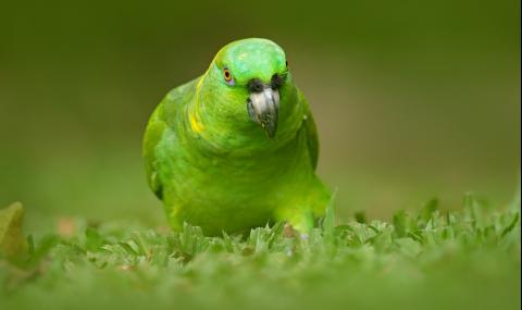 Откраднаха рядък вид папагал от зоопарка в Добрич - 1