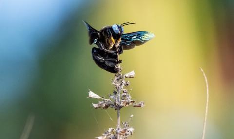 Откриха смятана за изчезнала рядка синя пчела (СНИМКИ) - 1