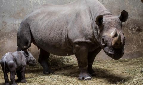 Рядък екземпляр мъжки носорог умря - 1