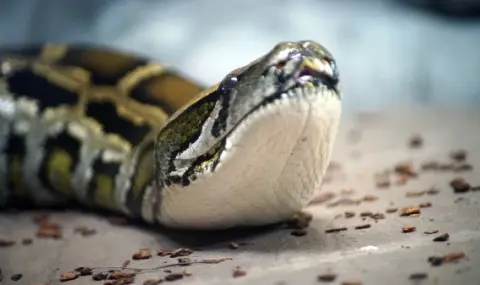 В Тайван откриха гигантски прешлен от питон на стотици хиляди години - 1