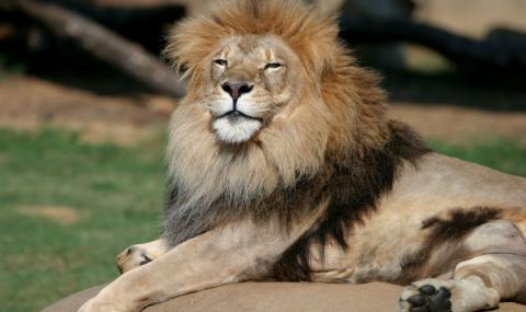 Домашни животни стават храна за лъвове - 1