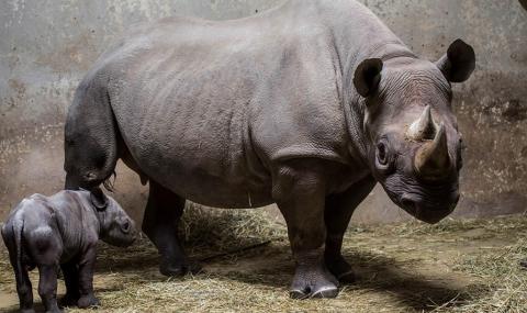 Умря най-старият черен носорог в света - 1
